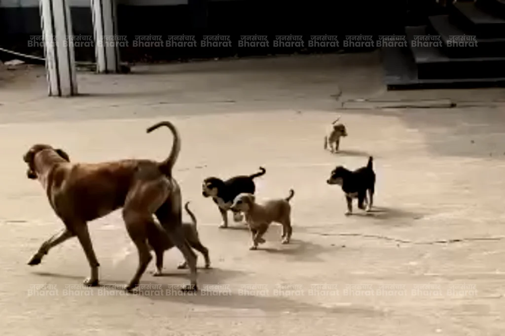 buxar-court-stray-animals-blanket-humanity-initiative