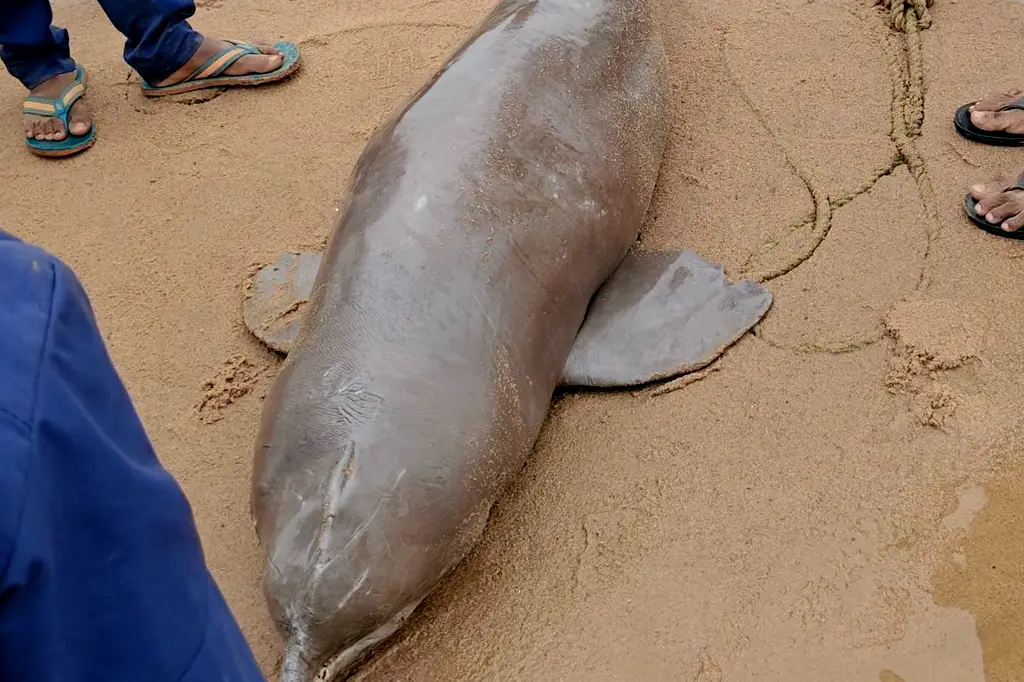 dead-dolphin-found-son-river-nasrigunj-rohtas